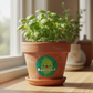 Basil Pot 1
