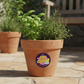 Cumin Pot 1