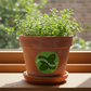 Oregano Pot 1