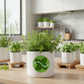 Oregano Pot 2